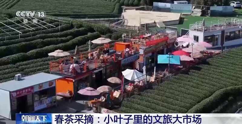 春风拂面,花海绽放;茶园采摘,春菜飘香。 文化旅游