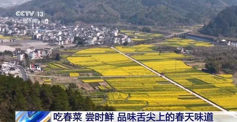 春风拂面,花海绽放;茶园采摘,春菜飘香。 文化旅游